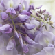 Illustration for article titled Choose Different Type of Lilac Images for Free